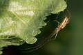 Tetragnathidae_tetragnatha extensa-4